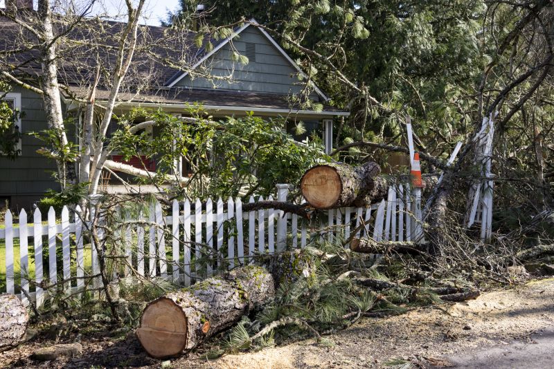 Fallen Tree on Sidewalk