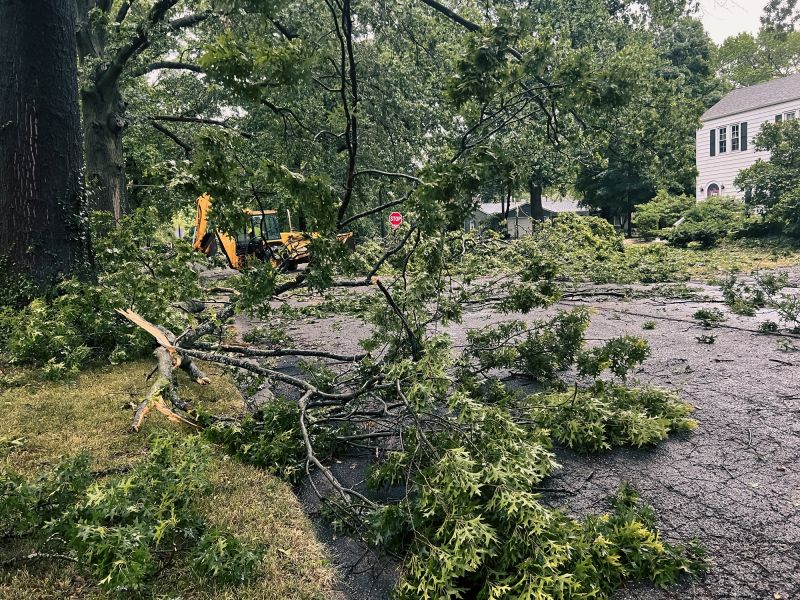 Storm Damage in a Yard