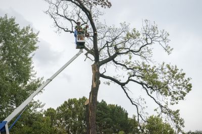 Tree Removal Equipment in Action