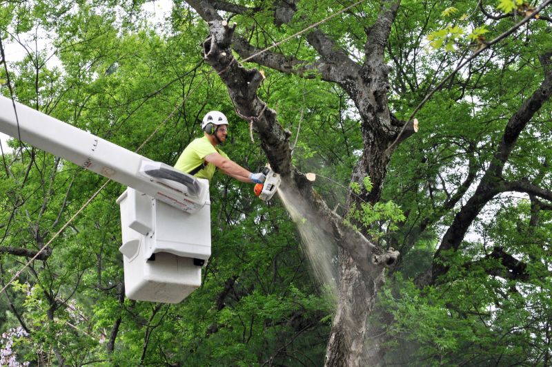 Tree Trimming Service
