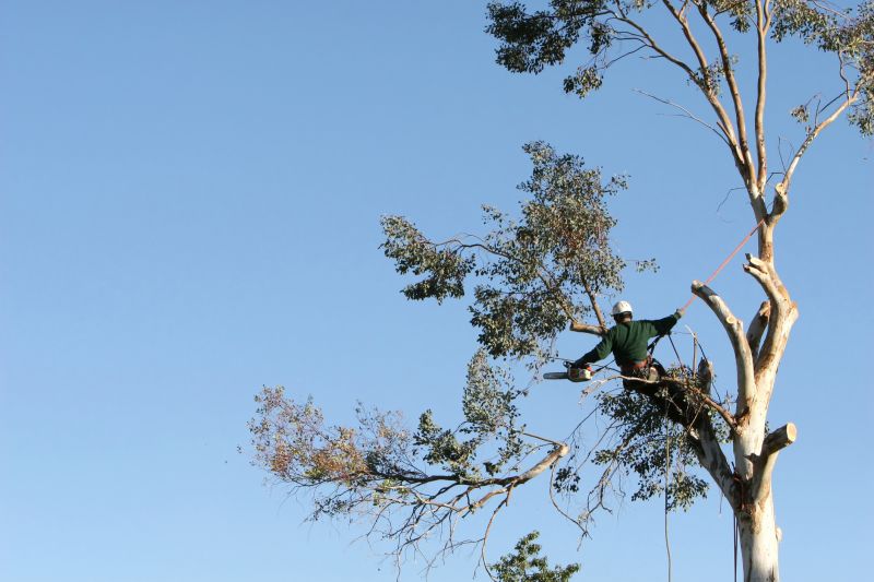 Arborist Climbing