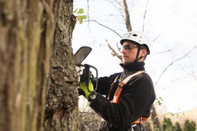 Climbing Tree Care