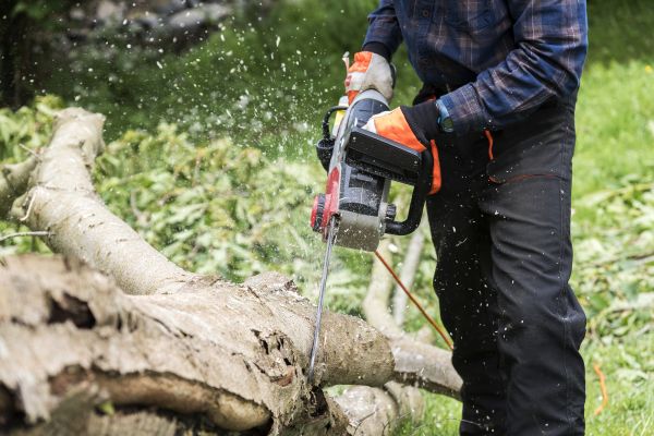 Cost of Branch Removal Service in Cedar Park