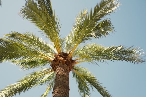 Palm Tree Pruning in Cedar Park