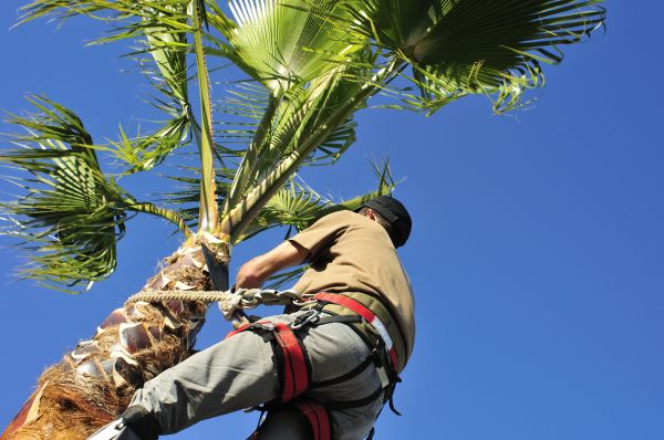 Palm Tree Trimming in Cedar Park