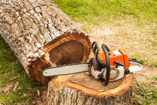 Tree Cutting Service in Cedar Park