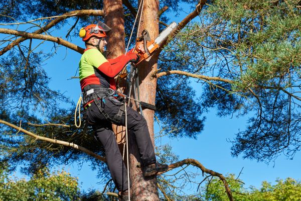 Tree Service in Cedar Park