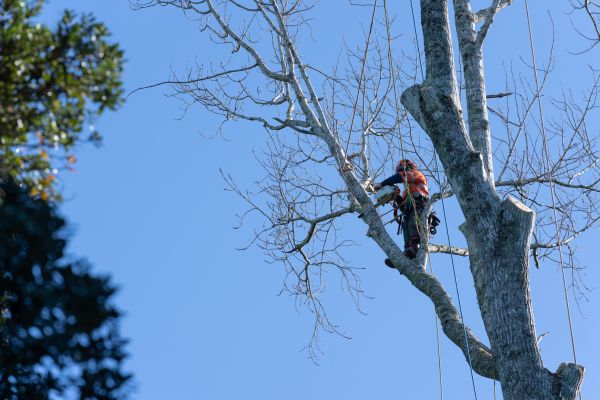 Cost of Tree Topping Service in Cedar Park