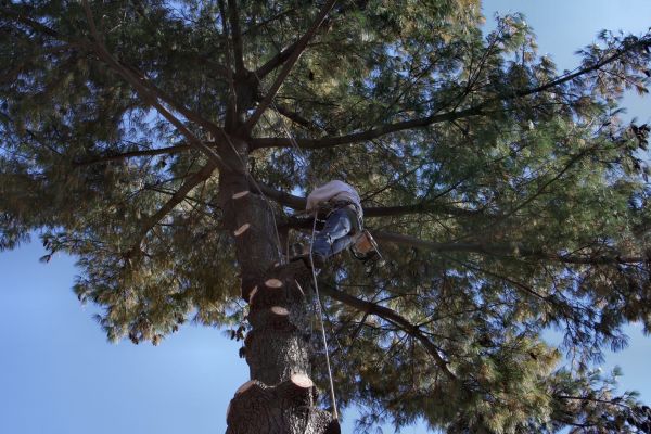 Cost of Trimming Service in Cedar Park