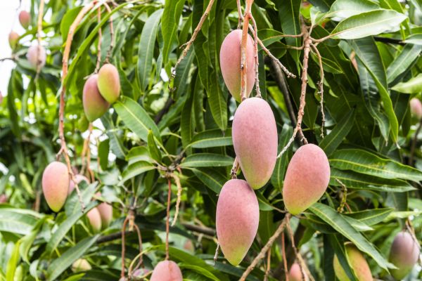 Cost of Mango Tree Trimming in Cedar Park