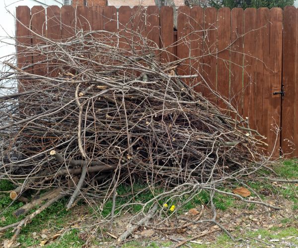 Cost of Dead Branch Removal in Cedar Park