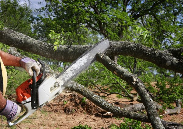 Tree Branch Cutting in Cedar Park