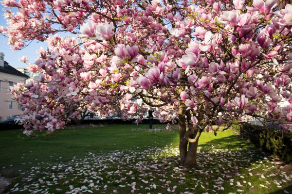 Cost of Ornamental Tree Pruning in Cedar Park