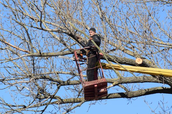 Cost of Emergency Tree Trimming in Cedar Park
