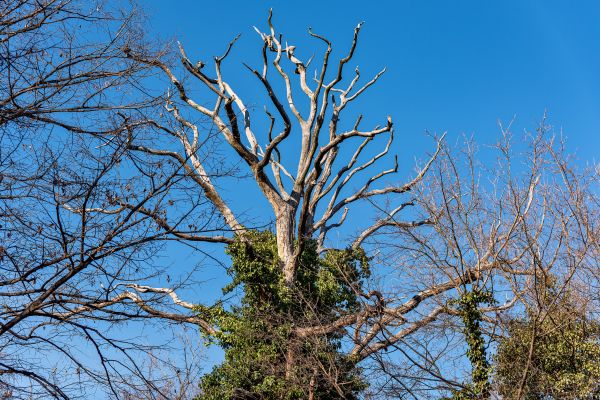 Cost of Deadwood Removal in Cedar Park
