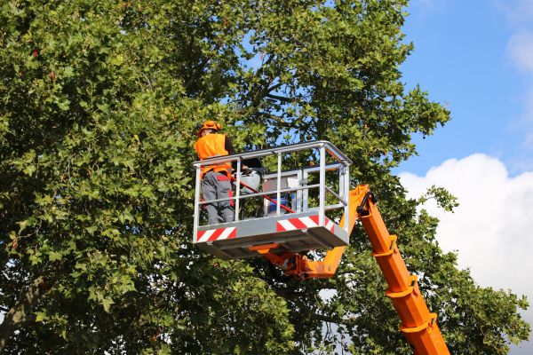 Commercial Tree Service in Cedar Park