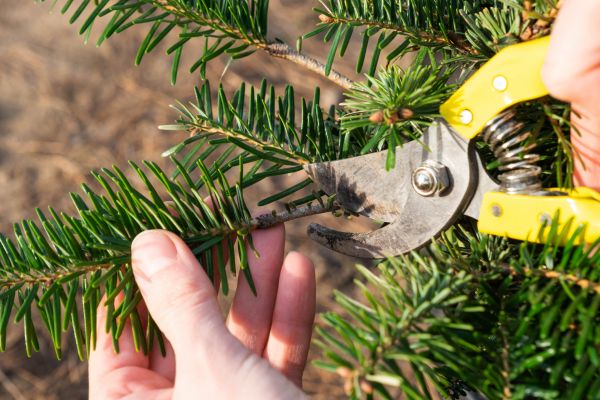 Pine Tree Pruning in Cedar Park