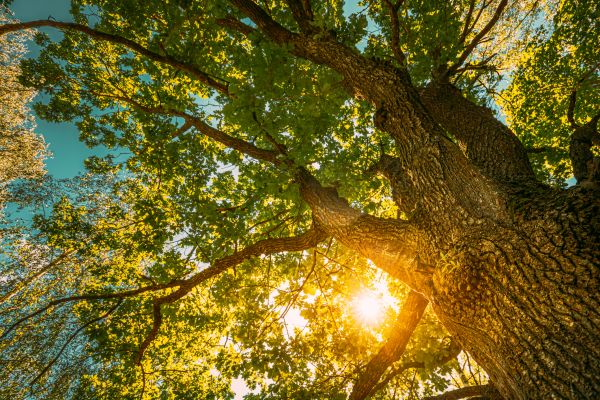 Oak Tree Pruning in Cedar Park