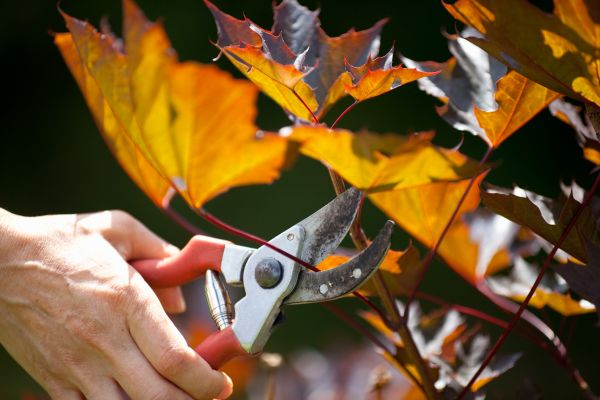 Maple Tree Pruning in Cedar Park