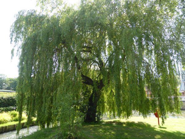 Willow Tree Trimming in Cedar Park