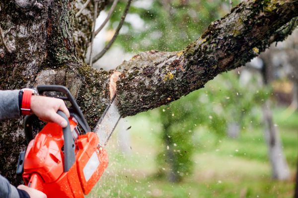 Tree Limbs Removal in Cedar Park
