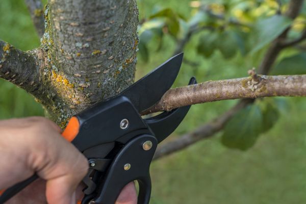 Cost of Tree Limb Cutting in Cedar Park
