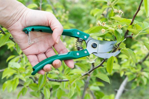 Pear Tree Pruning in Cedar Park