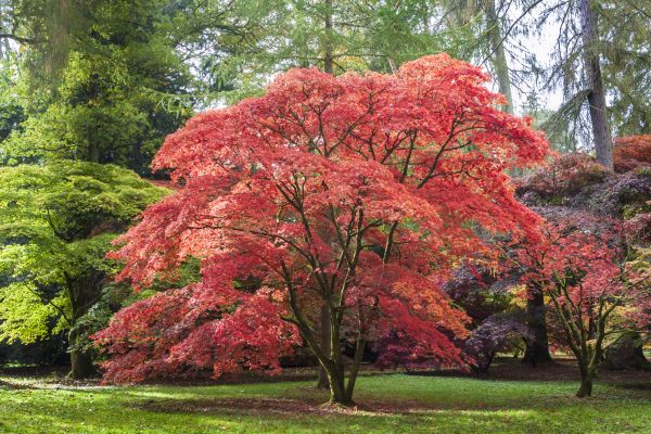 Japanese Maple Pruning in Cedar Park