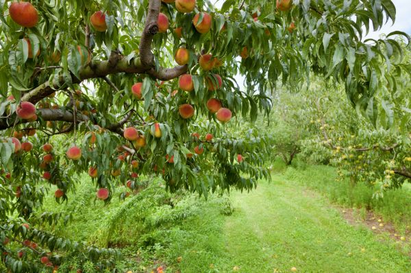 Peach Tree Pruning in Cedar Park