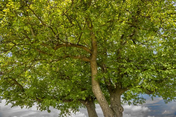 Cost of Walnut Tree Trimming in Cedar Park
