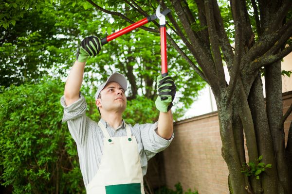 Cost of Tree Limb Pruning in Cedar Park