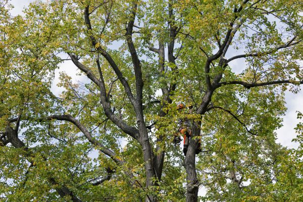 Cost of Tree Crown Shaping in Cedar Park