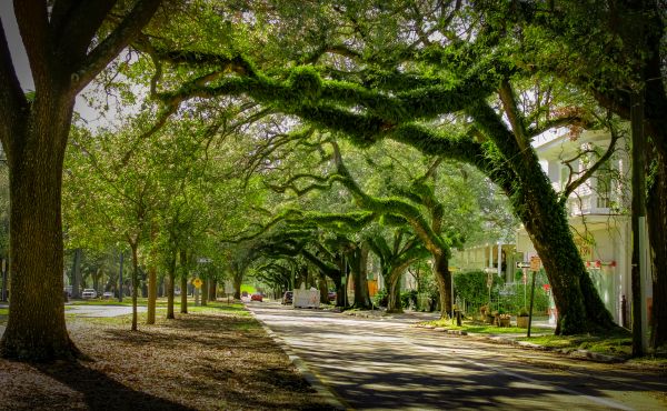 Cost of Tree Canopy Thinning in Cedar Park