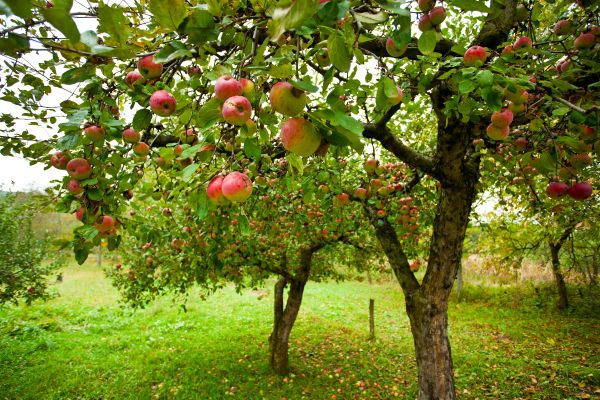 Cost of Apple Tree Pruning in Cedar Park