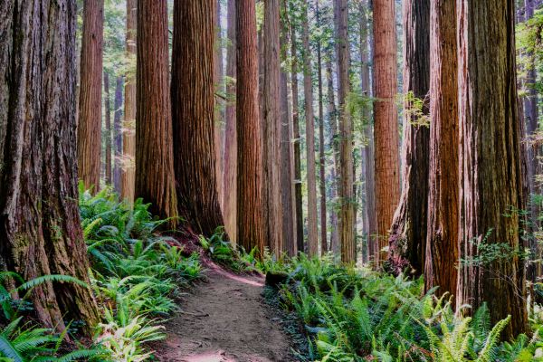 Cost of Redwood Tree Trimming in Cedar Park