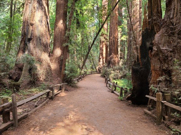 Cost of Redwood Tree Pruning in Cedar Park