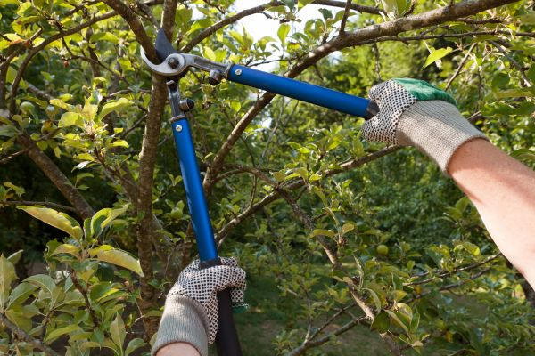 Cost of Residential Tree Pruning in Cedar Park