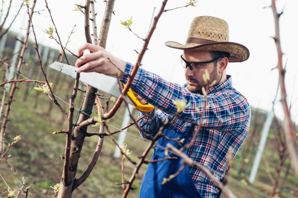 Cost of Orchard Tree Pruning in Cedar Park