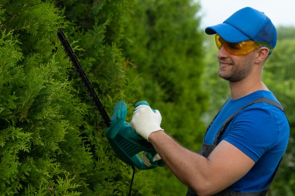 Cost of Tree Shaping Service in Cedar Park
