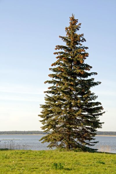 Cost of Spruce Tree Pruning in Cedar Park
