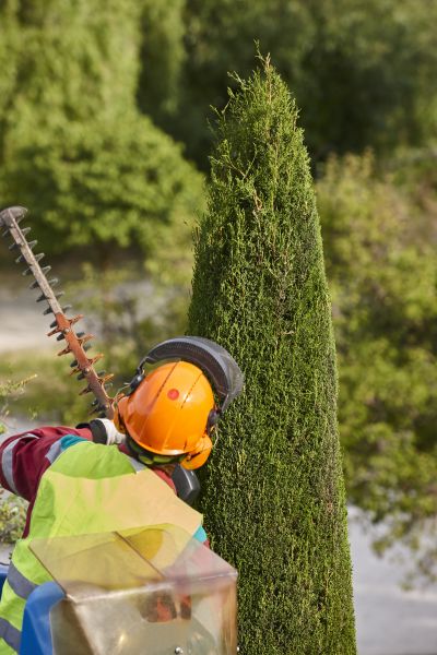 Cost of Cypress Tree Trimming in Cedar Park