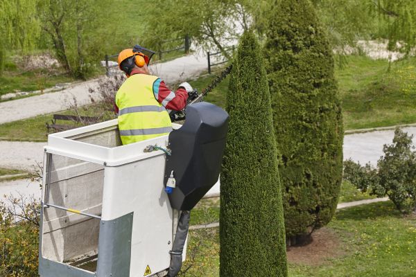 Cost of Cypress Tree Pruning in Cedar Park