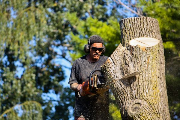 Cost of Ash Tree Pruning in Cedar Park