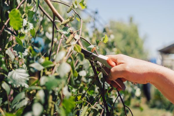 Birch Tree Pruning in Cedar Park