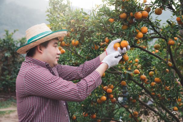 Orange Tree Pruning in Cedar Park