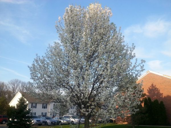 Bradford Pear Tree Pruning in Cedar Park