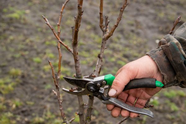 Pear Trees Pruning in Cedar Park