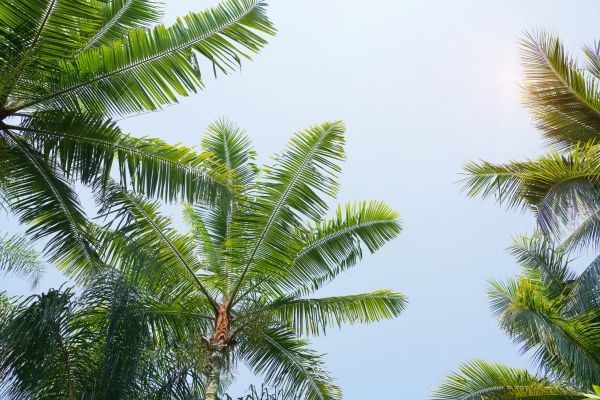 Cost of Queen Palm Tree Trimming in Cedar Park