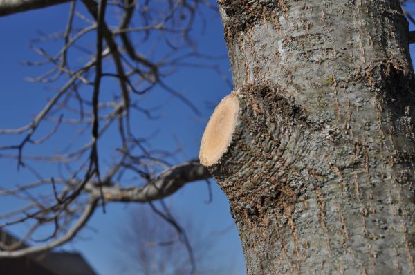Cost of Limb Pruning in Cedar Park
