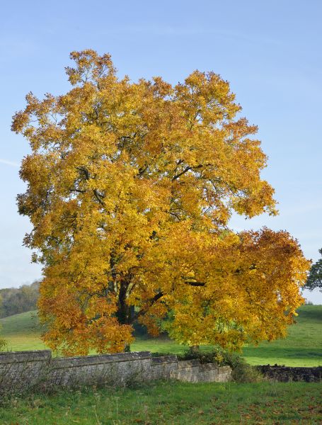 Cost of Hickory Tree Trimming in Cedar Park